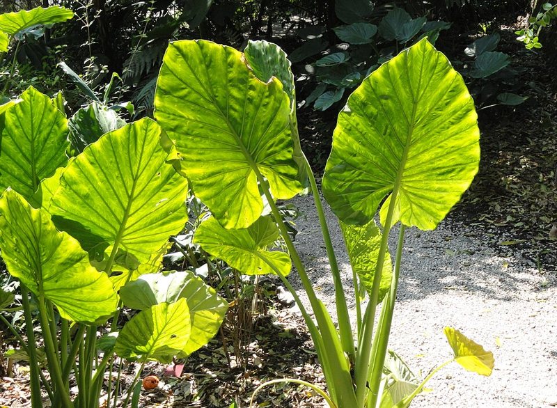 Alocasia — Alocasia spp.