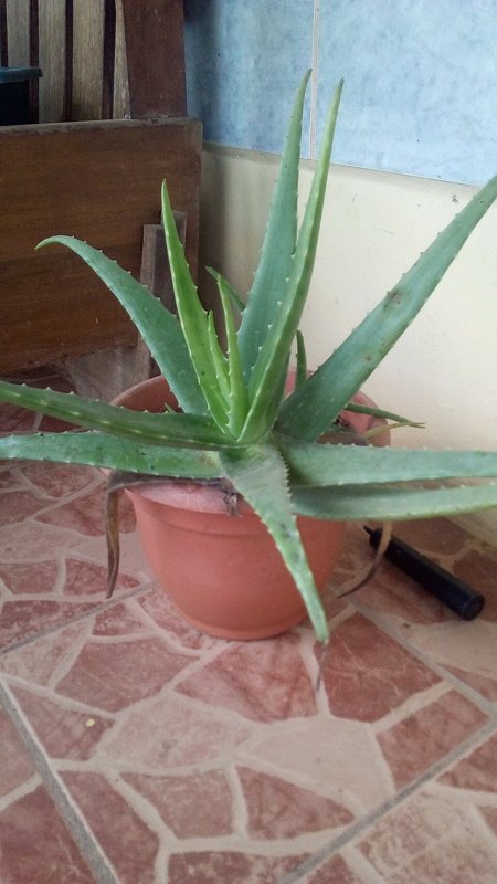 Aloe — Aloe vera