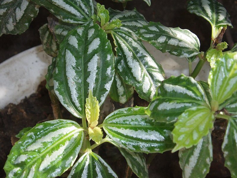 Aluminum Plant — Pilea cadieri