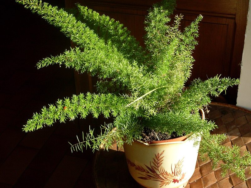 Asparagus Fern — Asparagus densiflorus cv sprengeri