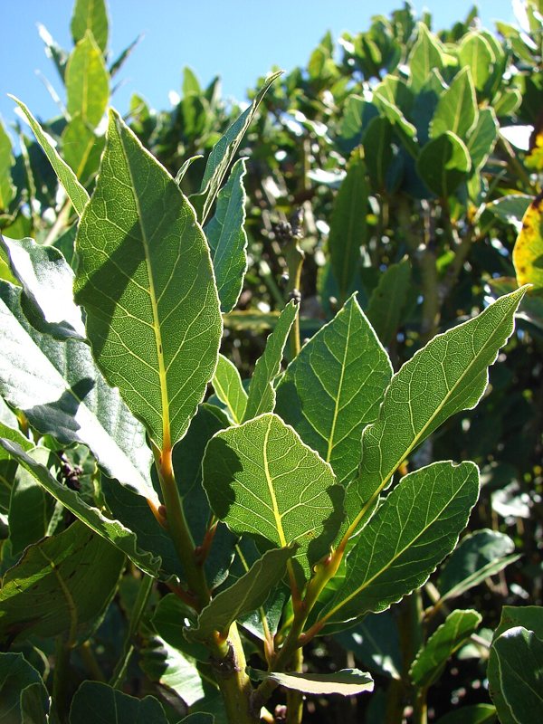Bay Laurel — Laurus nobilis