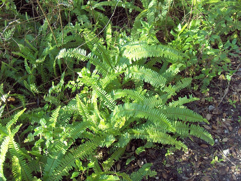 Boston Fern — Nephrolepis exalta bostoniensis