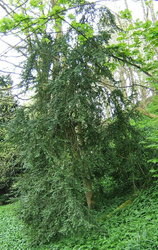 Boxwood — Buxus spp.