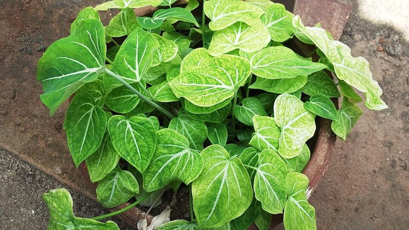 Caladium — Caladium hortulanum