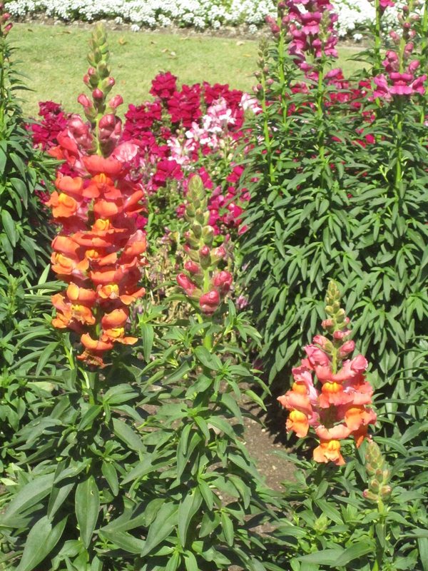 Common Snapdragon — Antirrhinum majus