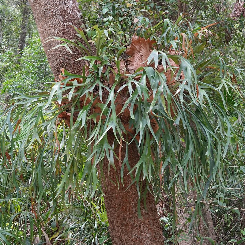 Common Staghorn Fern — Platycerium bifurcatum
