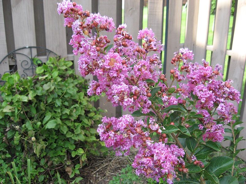Crape Myrtle — Lagerstroemia indica