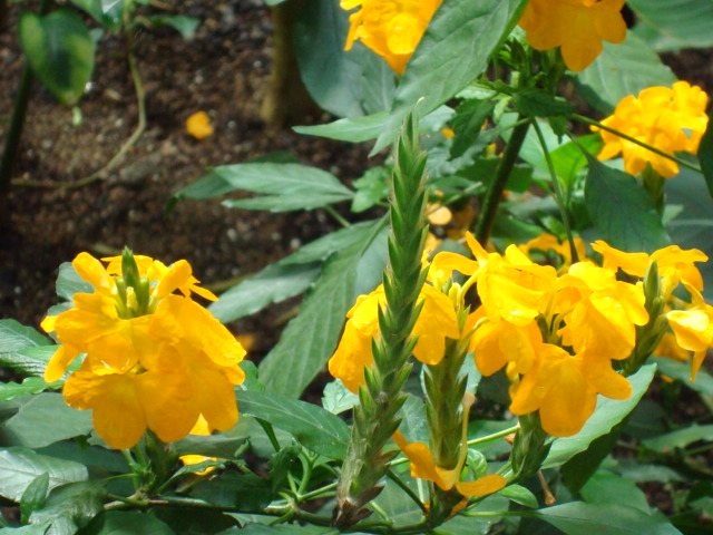 Crossandra — Crossandra species