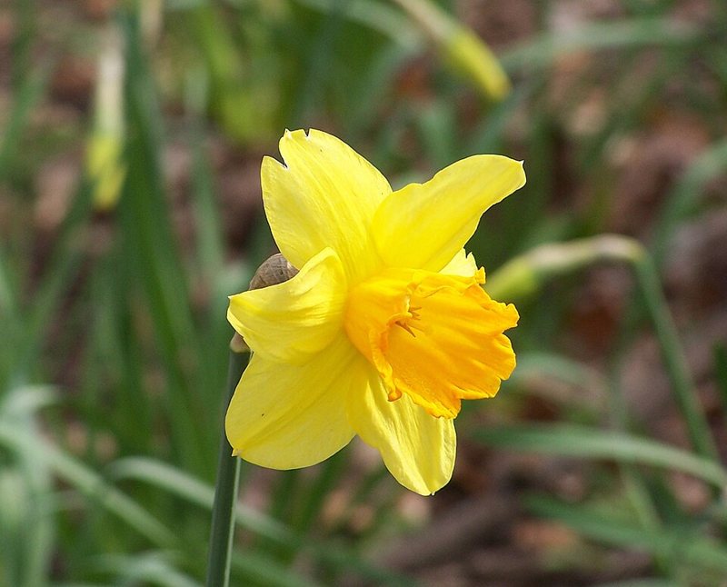 Daffodil — Narcissus spp