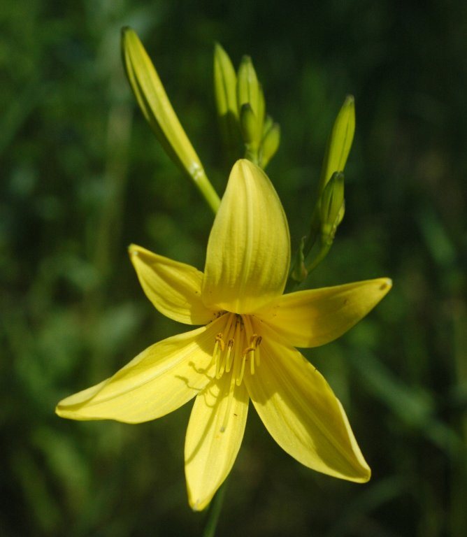 Day Lilies (many varieties) — Hemerocallis spp.