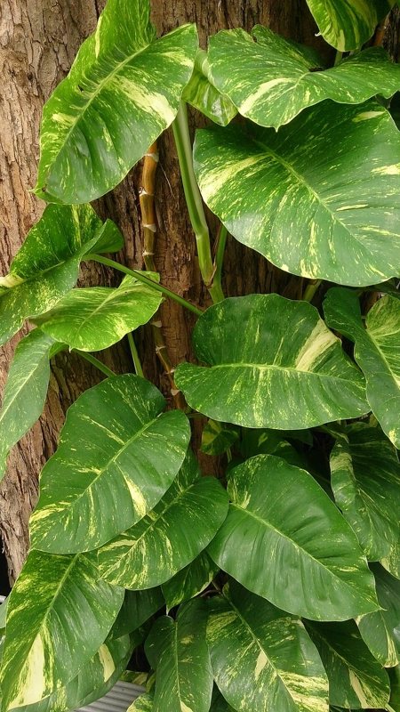 Devils Ivy — Epipremnum aureum