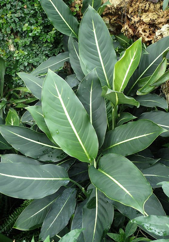 Dieffenbachia — Dieffenbachia