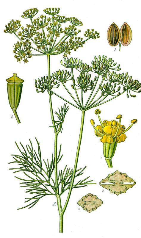 Dill — Anethum graveolena