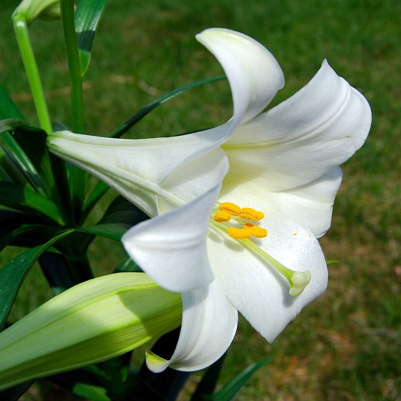 Easter Lily — Lilium longiflorum