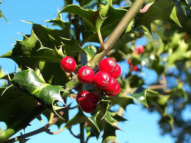 English Holly — Ilex aquifolium