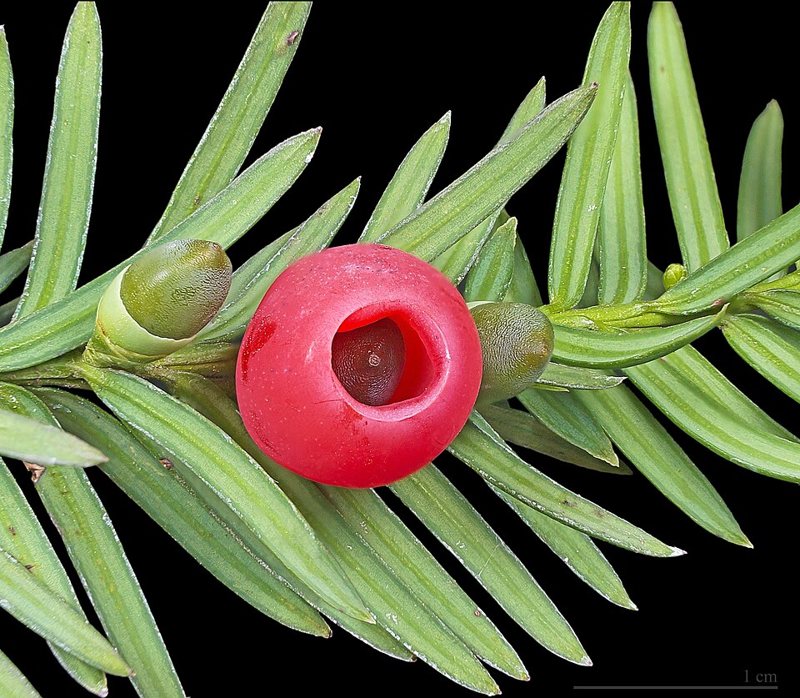 English Yew — Taxus baccata
