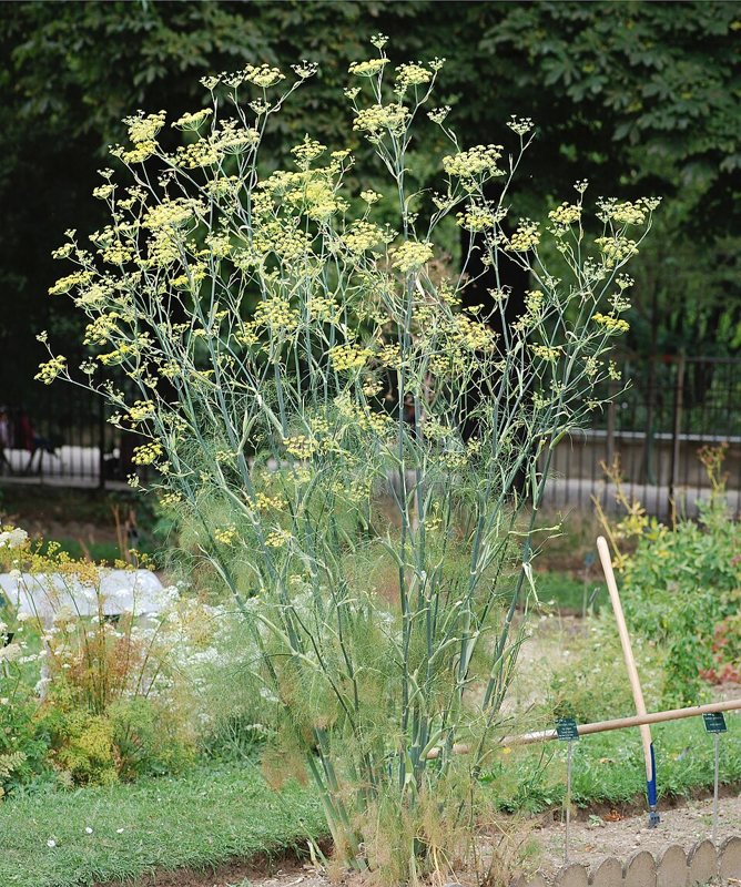 Fennel — Foeniculum vulgare