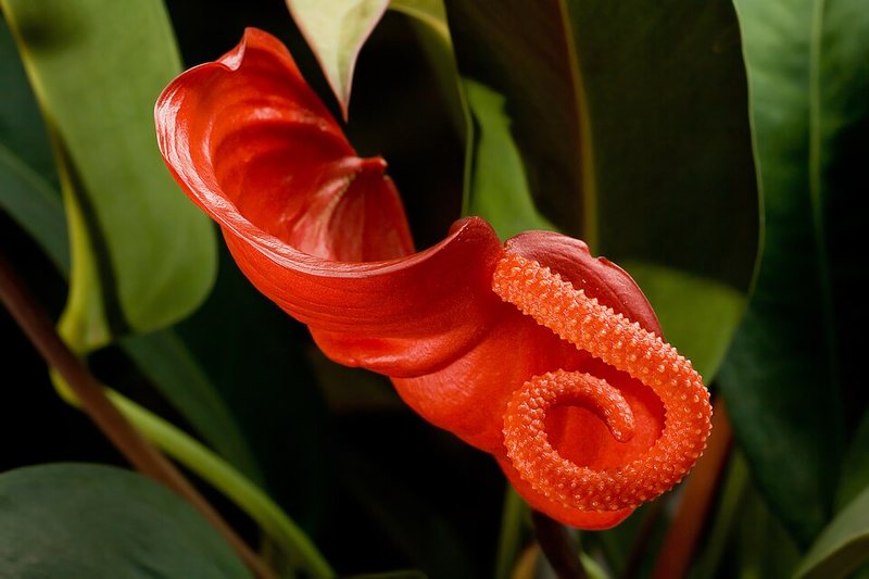 Flamingo Flower — Anthurium scherzeranum