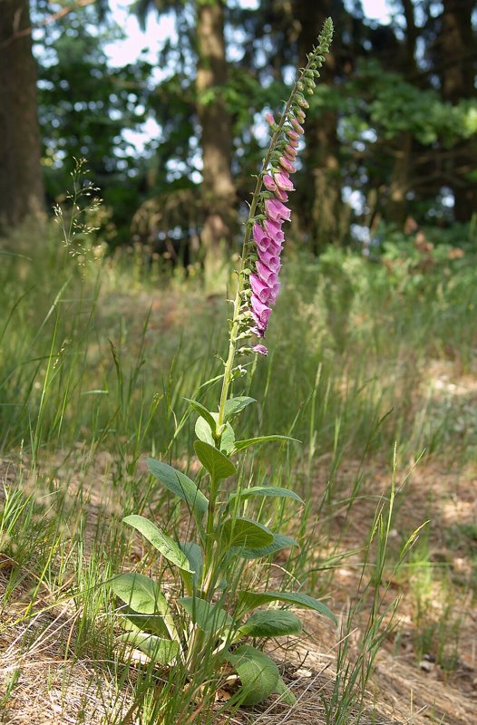 Foxglove — Digitalis purpurea