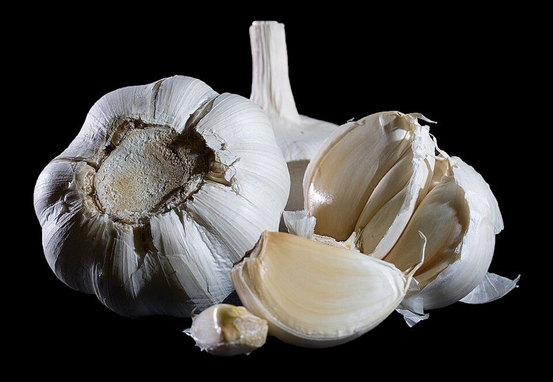 Garlic — Allium sativum
