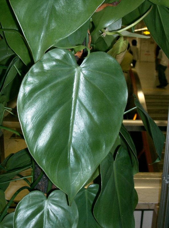 Heartleaf Philodendron — Philodendron hederaceum