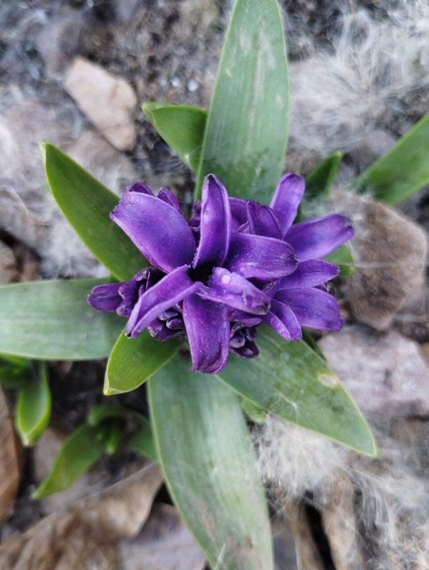 Hyacinth — Hyacinthus orientalis