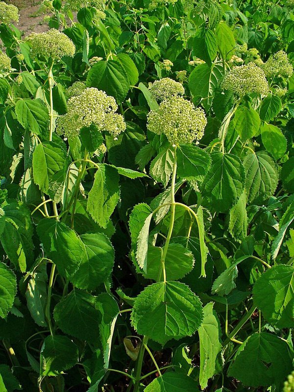Hydrangea — Hydrangea arborescens