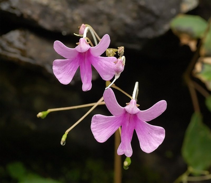 Impatience Plant — Impatiens spp.