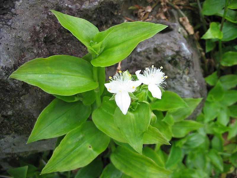 Inch Plant — Tradescantia flumeninsis