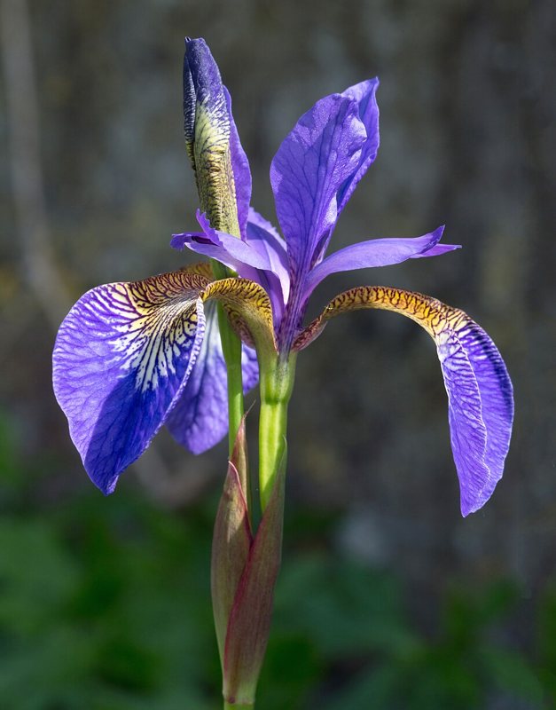 Iris — Iris species