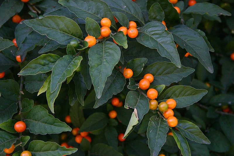 Jerusalem Cherry — Solanum pseudocapsicum