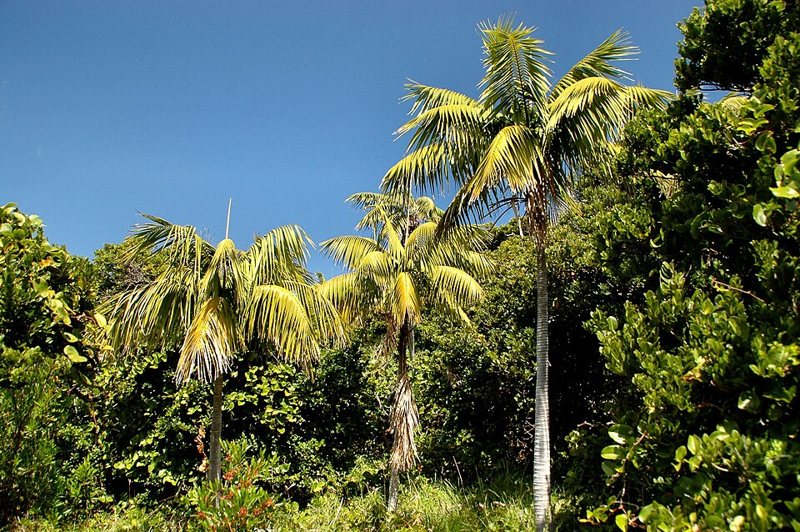 Kentia Palm — Howea forsteriana