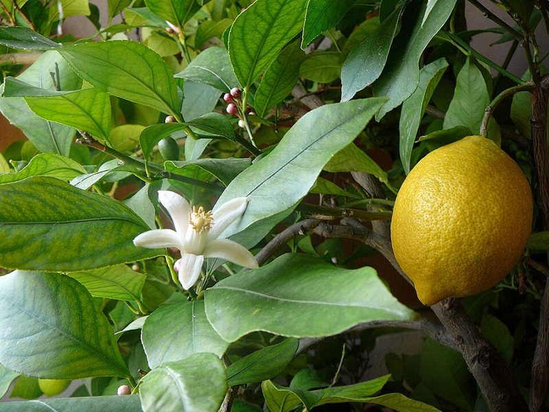 Lemon — Citrus limonia