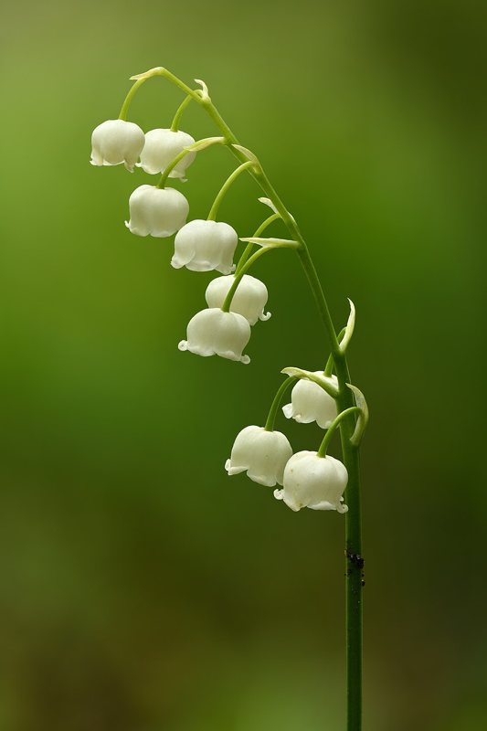 Lily of the Valley — Convallaria majalis