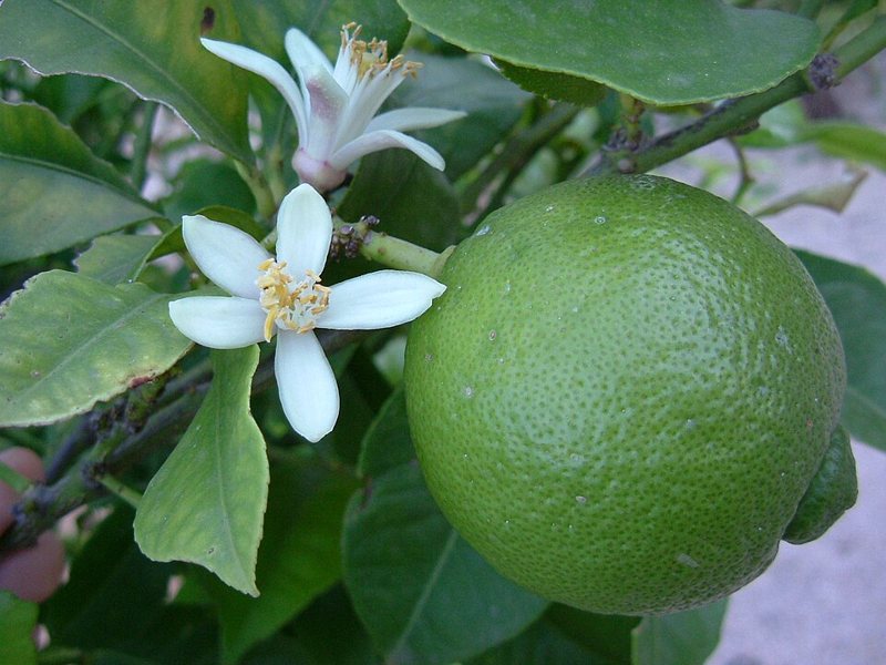 Lime — Citrus aurantifolia