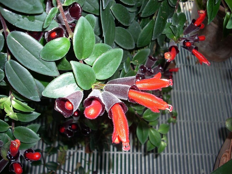 Lipstick Plant — Aeschynanthus humilis