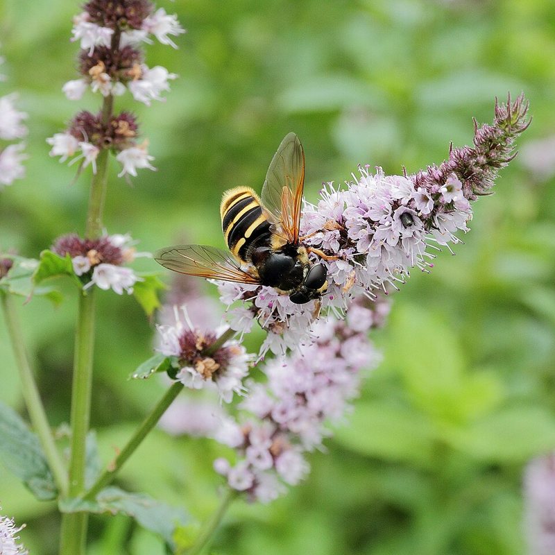 Mint — Mentha sp.
