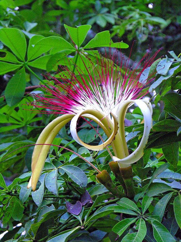 Money Tree — Pachira aquatica