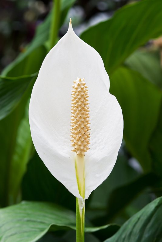 Peace Lily — Spathiphyllum