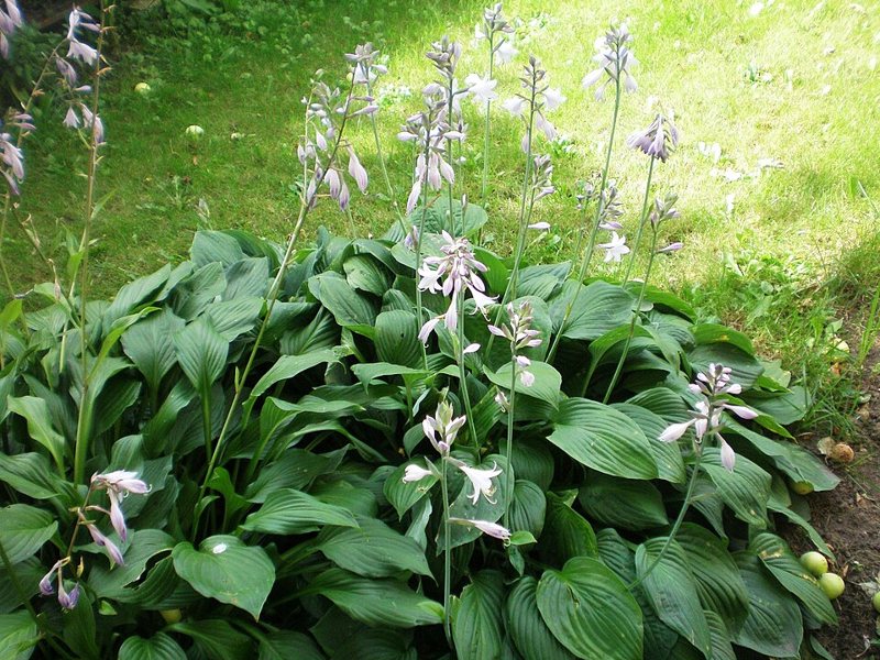 Plantain Lily — Hosta plantaginea