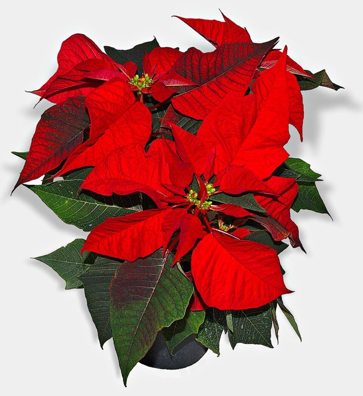 Poinsettia — Euphorbia pulcherrima