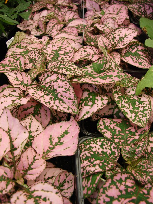 Polka Dot Plant — Hypoestes phyllostachya