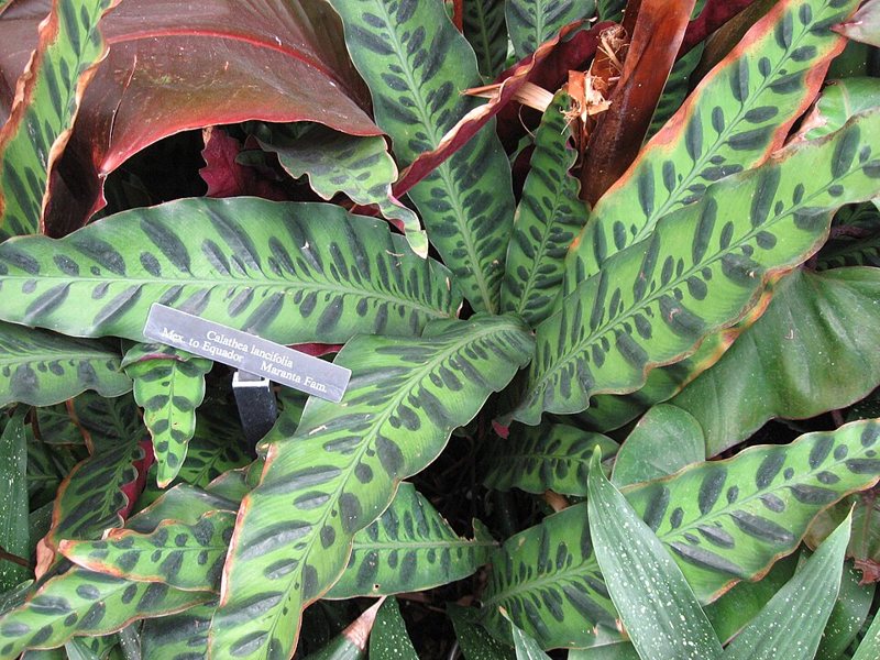 Prayer Plant — Calathea insignis