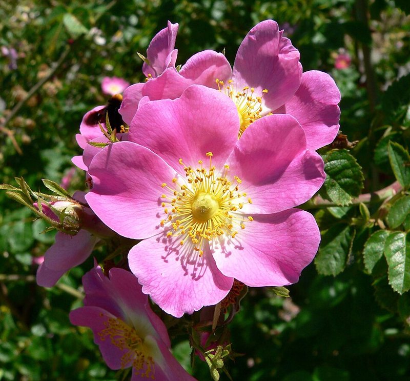 Rose — Rosa Species