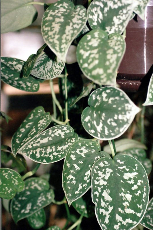 Satin Pothos — Scindapsus pictus