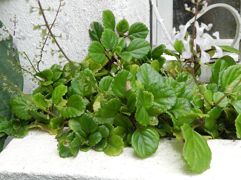 Swedish Ivy — Plectranthus australis