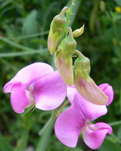 Sweet Pea — Lathyrus latifolius