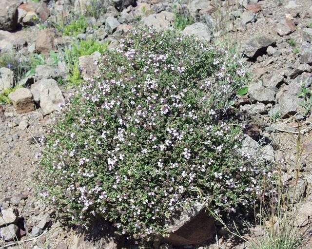 Thyme — Thymus vulgaris