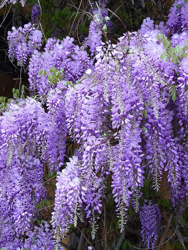 Wisteria — Wisteria spp.
